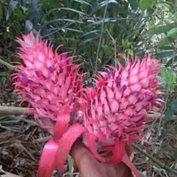 Buah nanas merah nanas hutan 500 gram