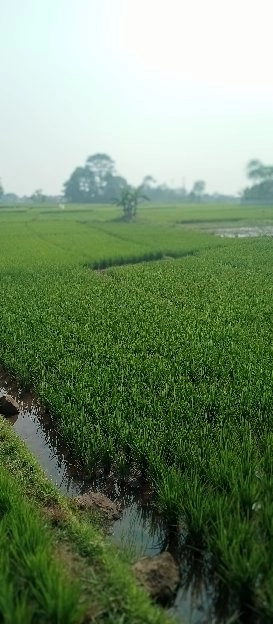 lahan sawah strategis