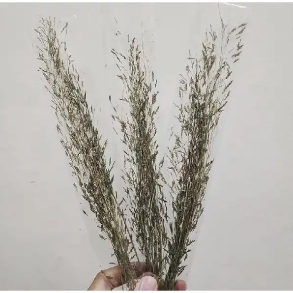 bunga kering dried flower dry flower wildery grass (kimkim mini)