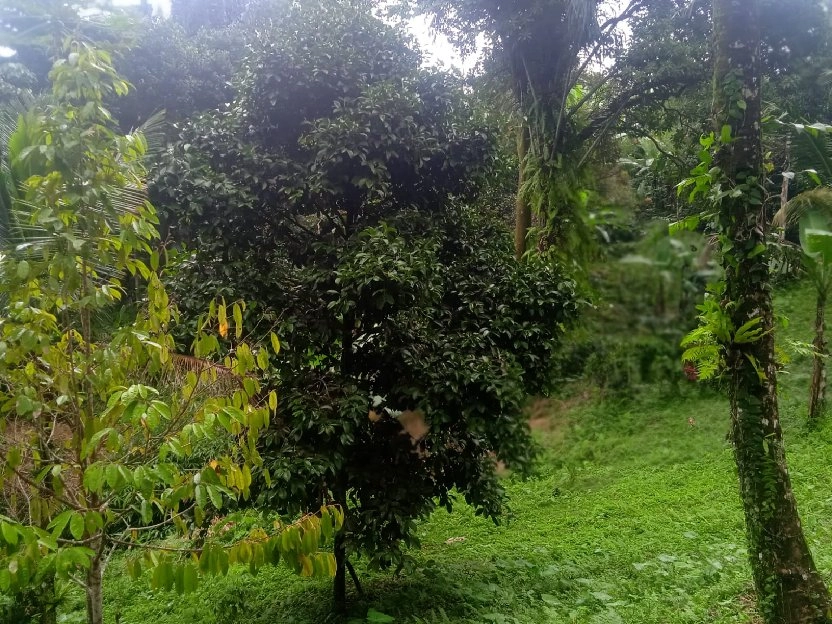 tanah kebun buah isi mata air di tabanan bali