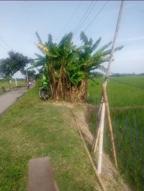 DIJUAL MURAH TANAH SAWAH LOKASI STRATEGIS