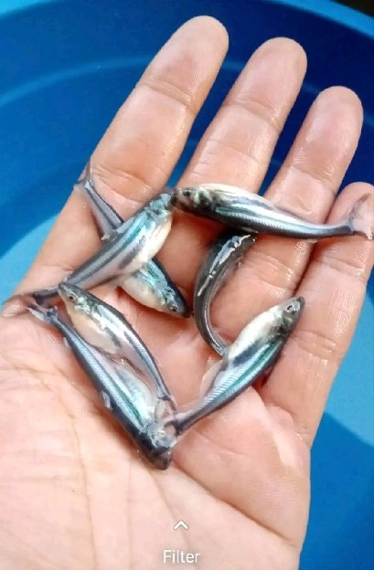 bibit ikan patin ukuran 8 sampai 10 cm