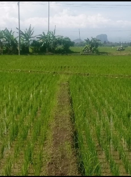 DIJUAL MURAH TANAH SAWAH LOKASI STRATEGIS