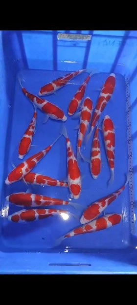 ikan koi sq harga per ekor size 25cm