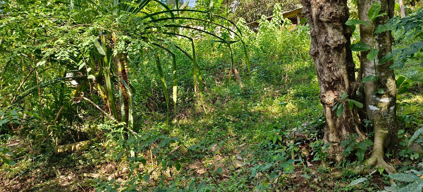 tanah kebun los sungai view abadi di bali