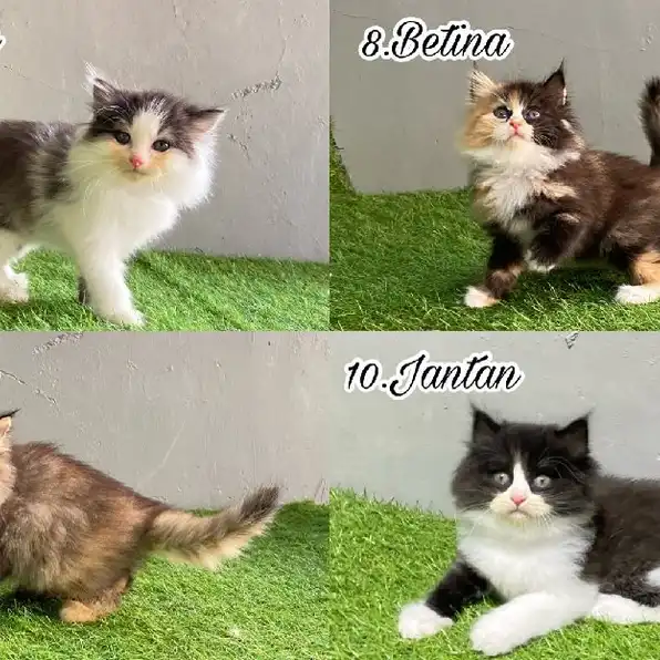 kucing kitten ras persia bulu kapas