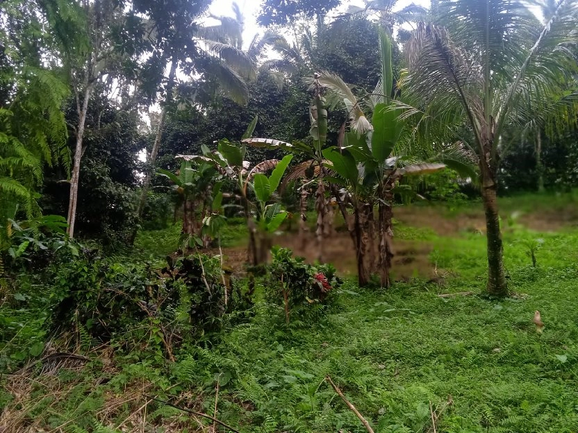 tanah kebun buah isi mata air di tabanan bali