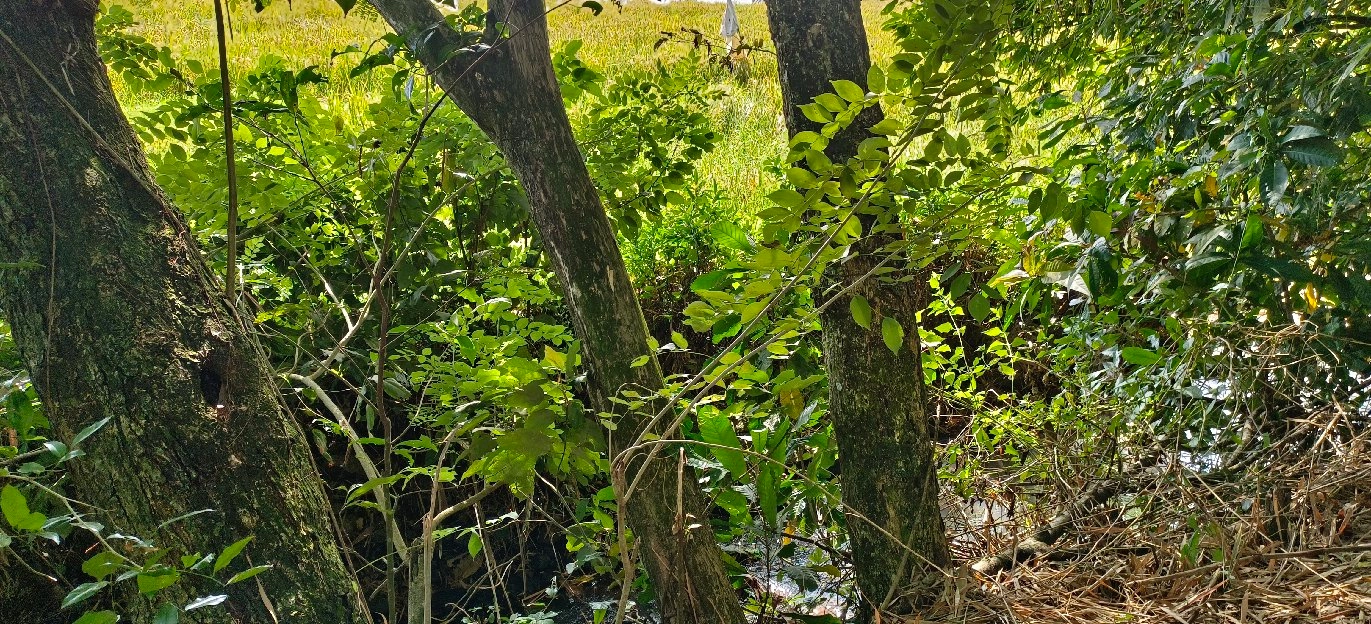 tanah kebun los sungai view sawah dekat pantai