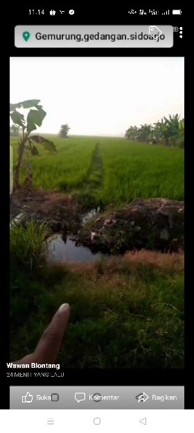 tanah sawah gedangan