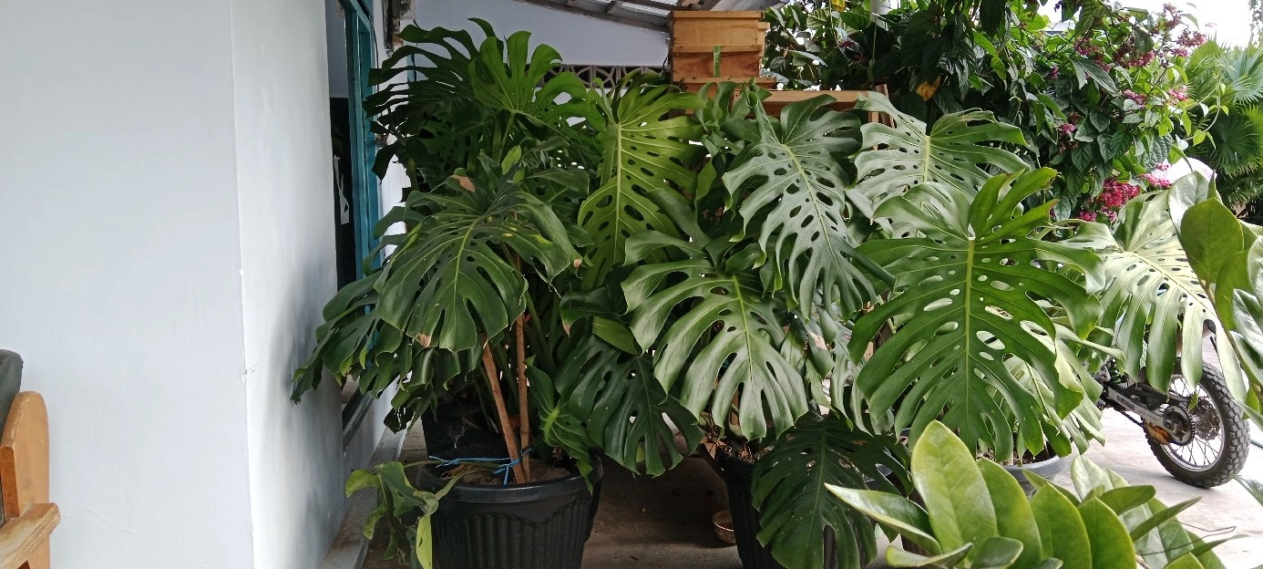 monstera delisiaose