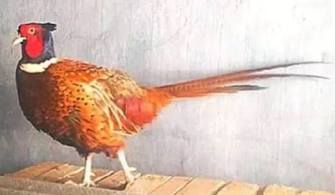 1ekor ayam jantan pheasean red vidio di w.a