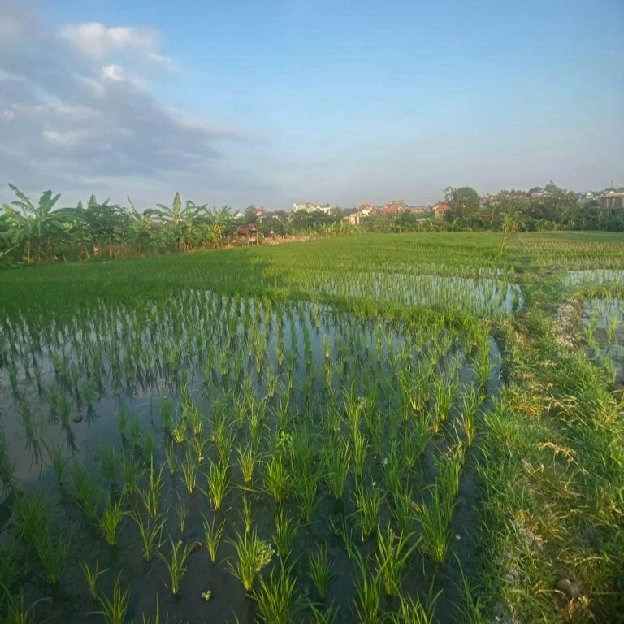 Dijual 2 are - 2,5 are, Jl. Kresna Pantai Berawa Tibubeneng Canggu Kuta Utara