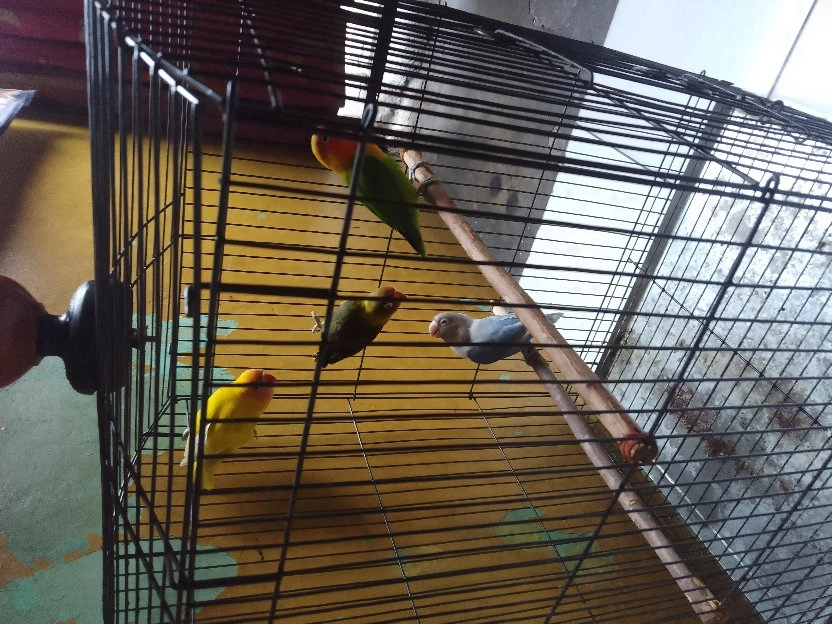 Dijual Borongan 4 ekor Burung Lovebird Plus Kandang 