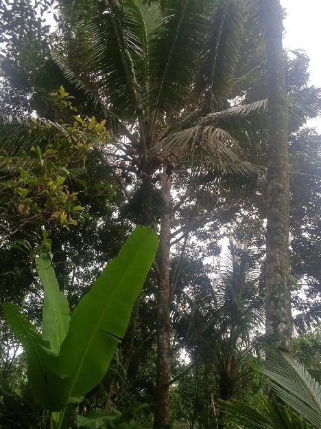 tanah kebun buah isi mata air di tabanan bali