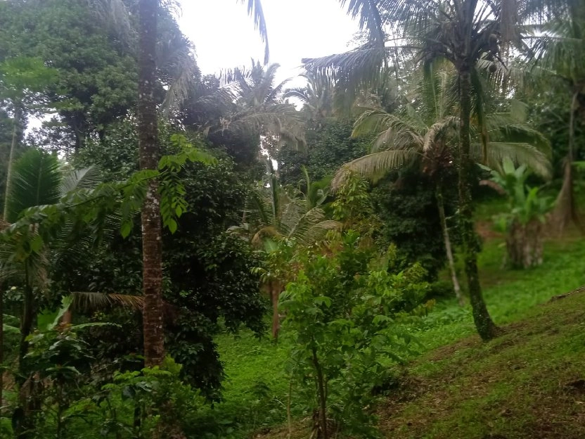 tanah kebun buah isi mata air di tabanan bali