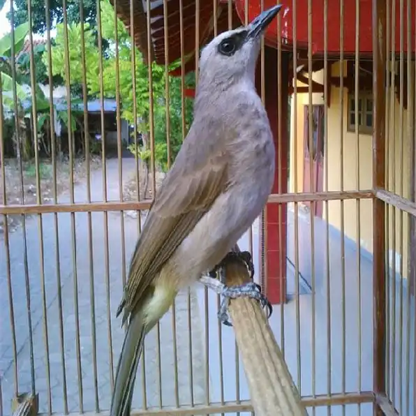 burung trucuk jantan bunyi