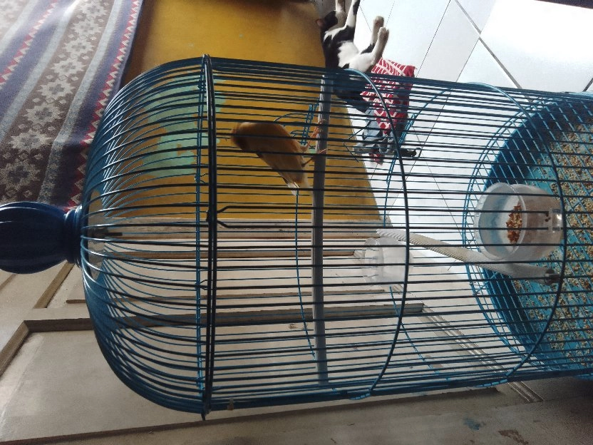 Dijual Burung Kenari F2