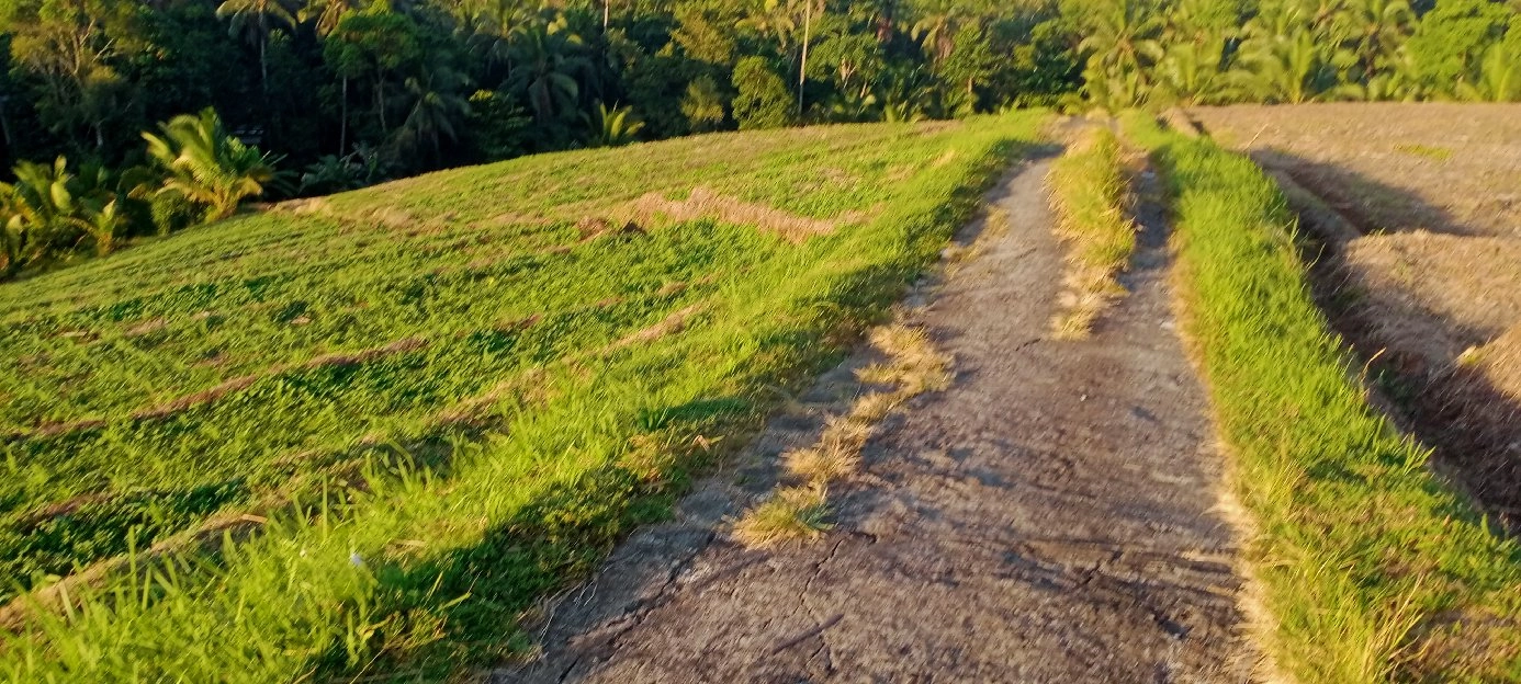 tanah sawah 