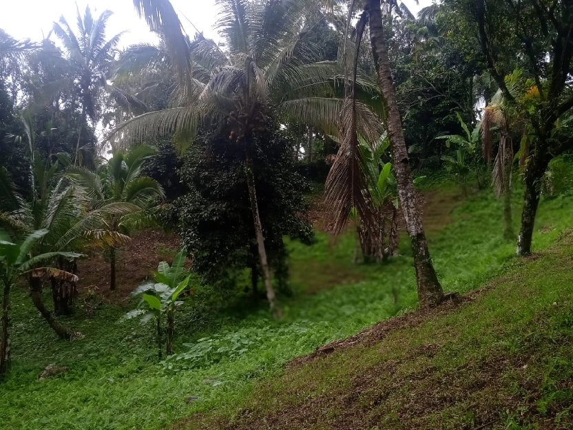 tanah kebun buah isi mata air di tabanan bali