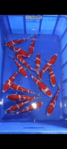 ikan koi anakan import harga satuan