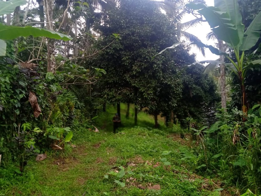 tanah kebun buah isi mata air di tabanan bali