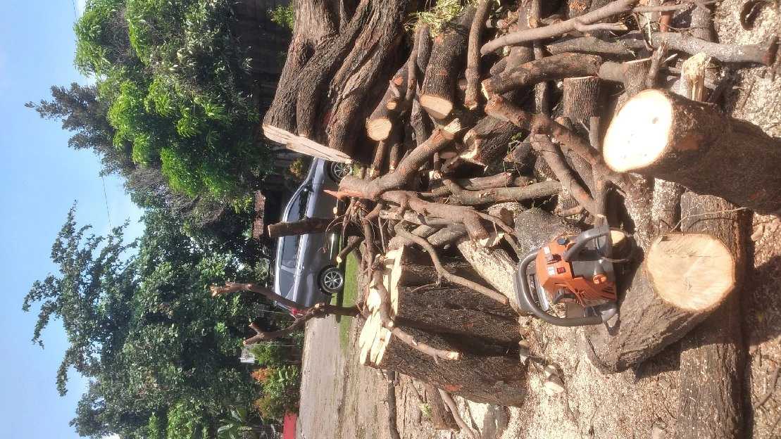 jasa tebang pohon dan potong rumput semarang