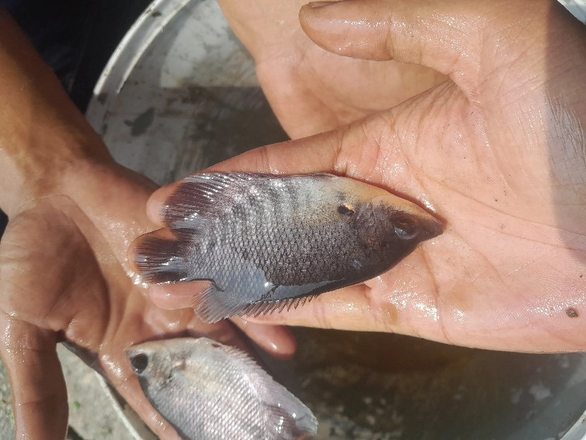 bibit ikan gurame soang ukuran 2 sampai 4 jari