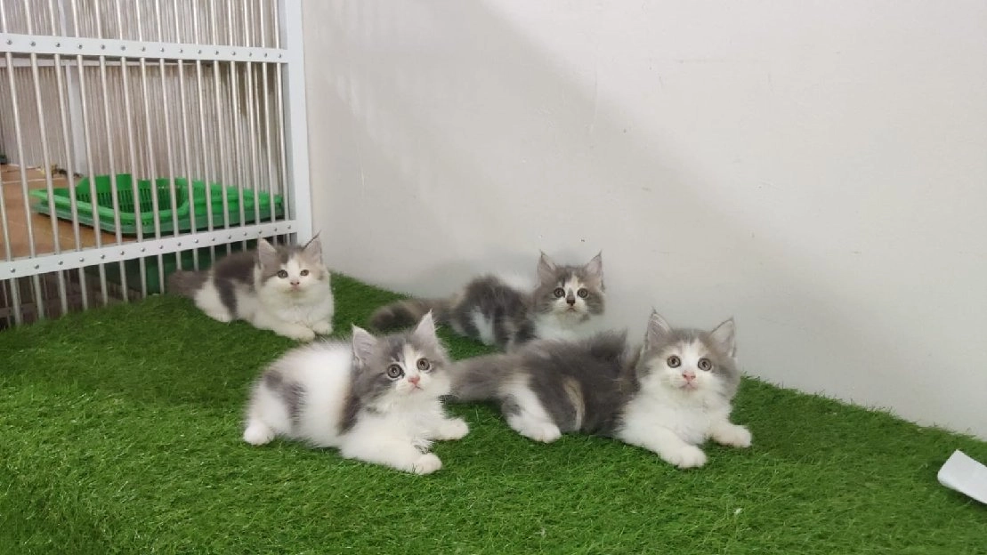 kucing kitten ras persia longhair bulu kapas