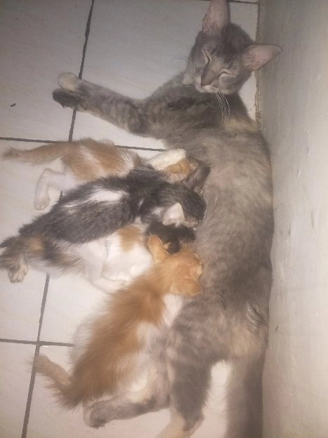 LEPAS KUCING PERSIA FEMALE USIA 25BLN NAN.