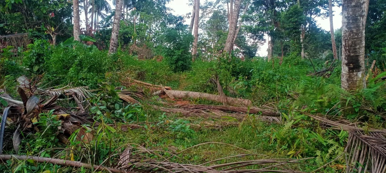 tanah kebun luasan kecil