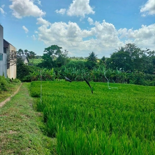 Dikontrakan 15 are, Jl. Tumbak Bayuh Pererenan BUDUK Raya Canggu Mengwi