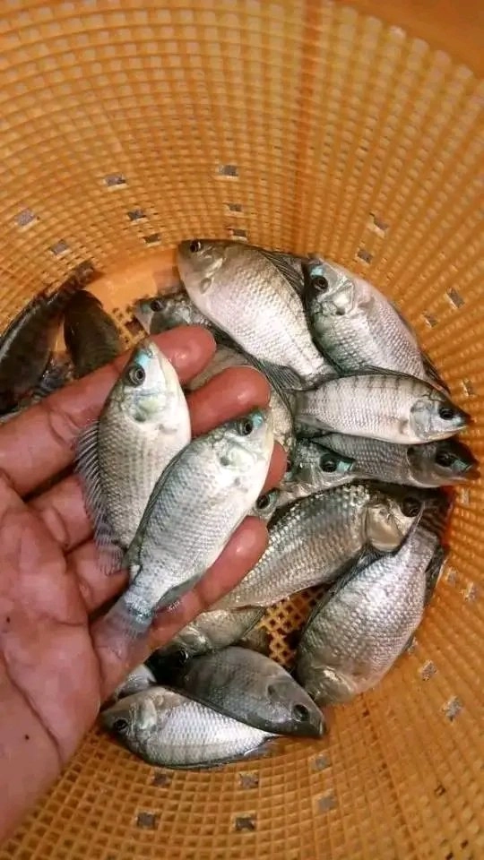 bibit ikan nila nirwana paket 1kg