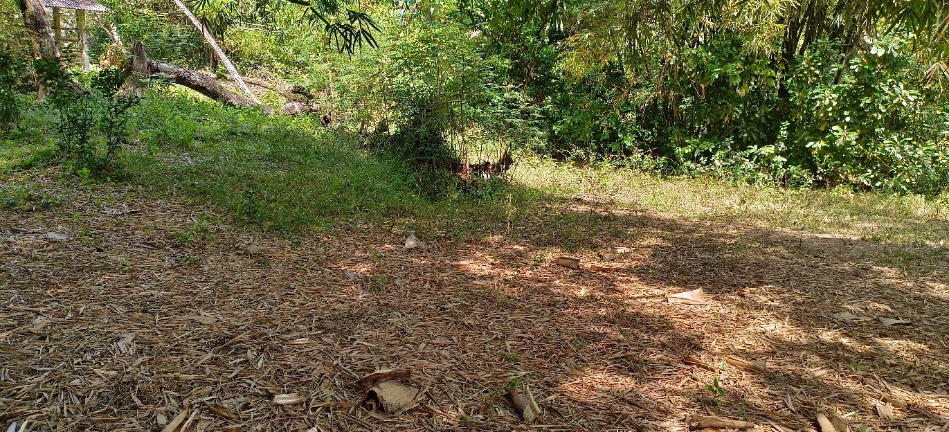 tanah kebun los sungai view sawah dekat pantai