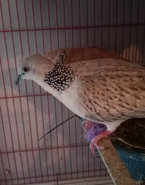 Burung derkuku warna silver kalung hitam