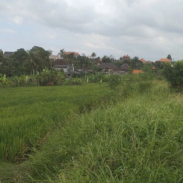 Dijual 12,1 are, Jl. Batu Mejan MEN LARI Raya Canggu Kuta Utara