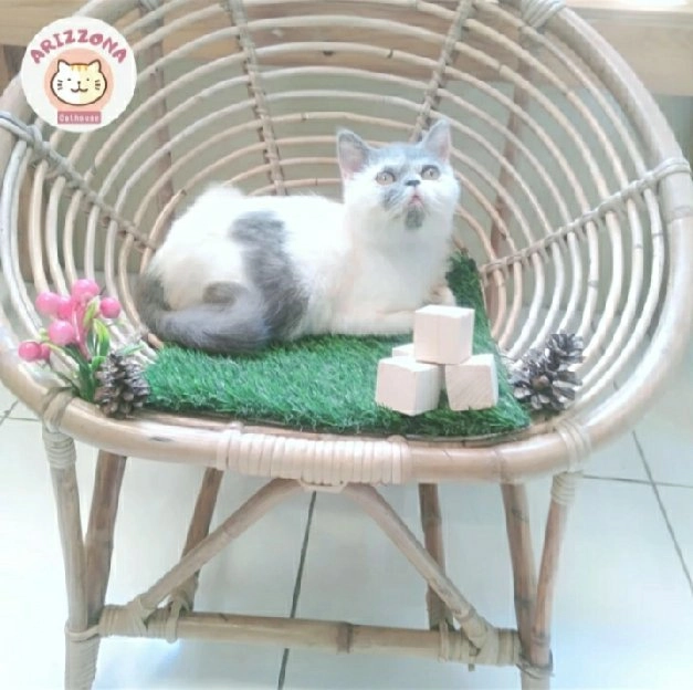 kucing exotic shorthair abu abu putih