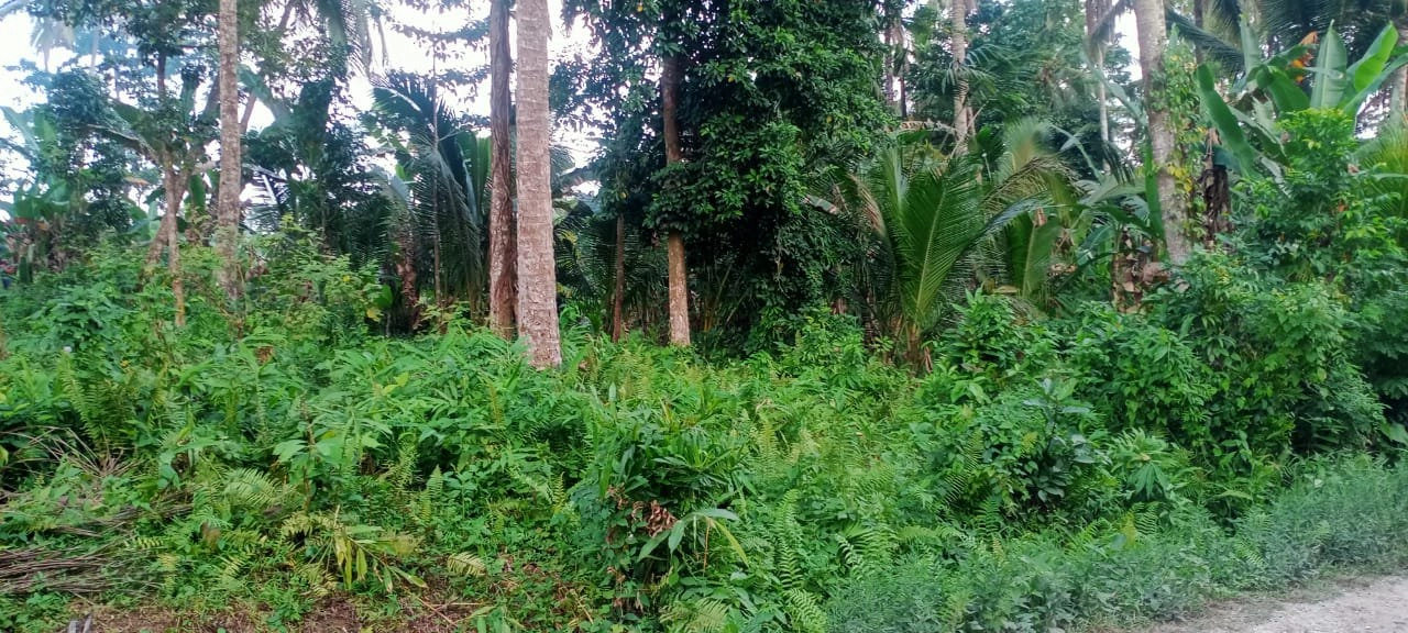 tanah kebun luasan kecil