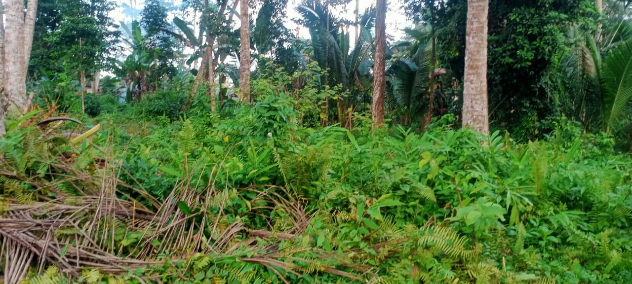 tanah kebun luasan kecil