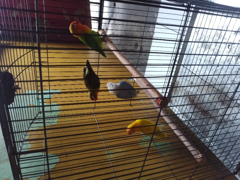 Dijual Borongan 4 ekor Burung Lovebird Plus Kandang 