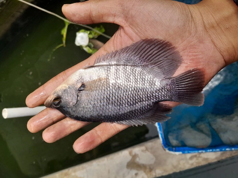 bibit ikan gurame soang ukuran 2 sampai 4 jari