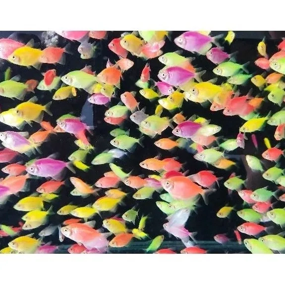 Dekorasi akuarium glowfish termurah