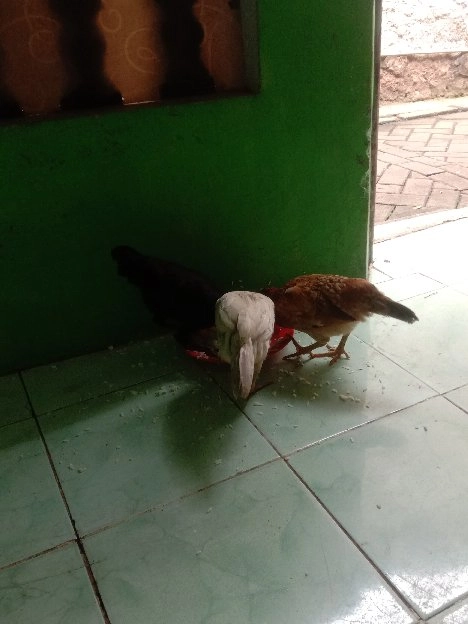 ayam kampung asli hidup petelur