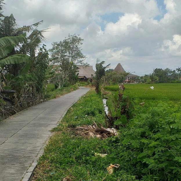 Dijual 12,1 are, Jl. Batu Mejan MEN LARI Raya Canggu Kuta Utara