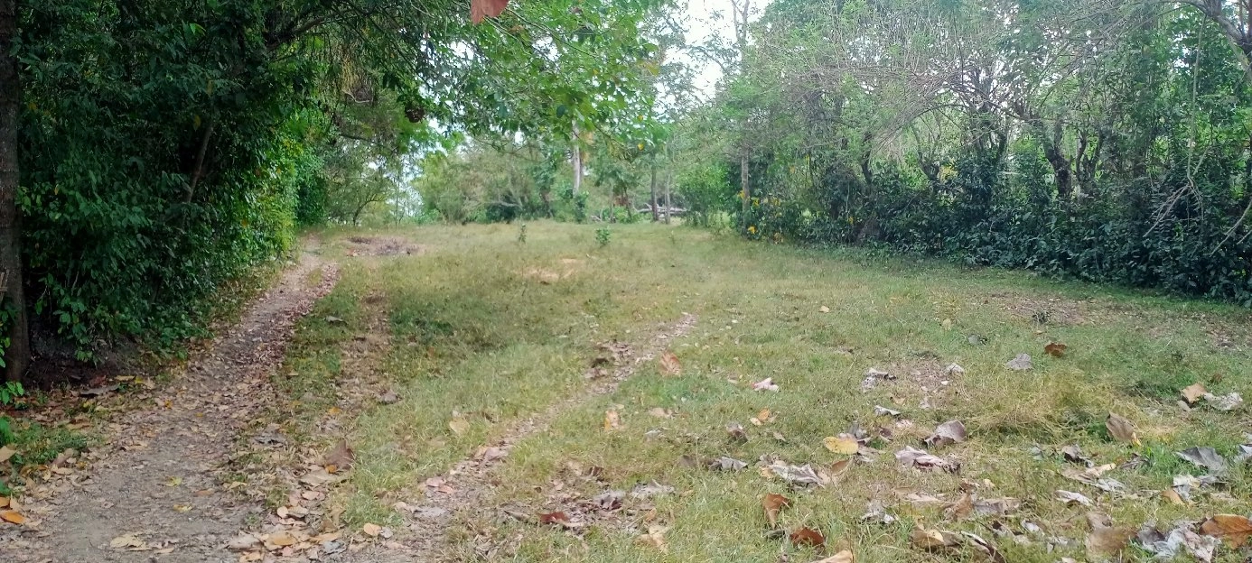 lahan kebun luas 1900m²