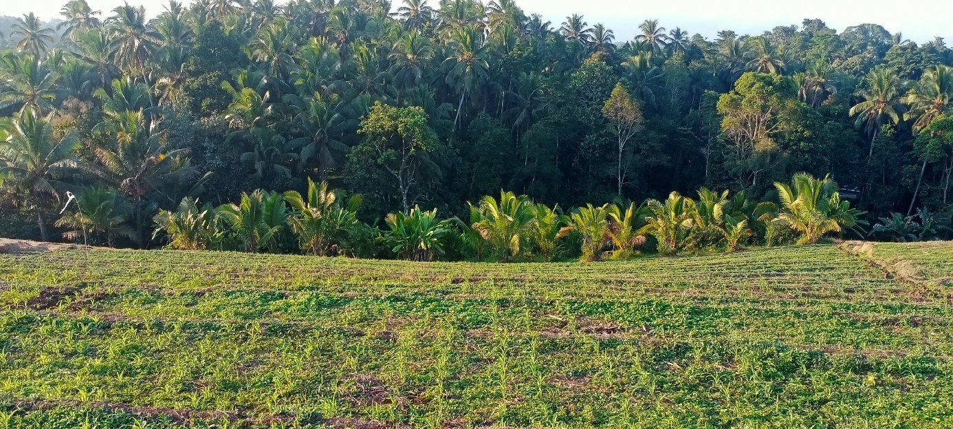 tanah sawah 