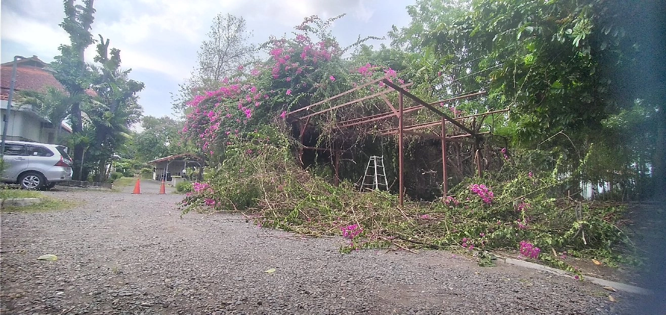 jasa tebang pohon dan potong rumput semarang