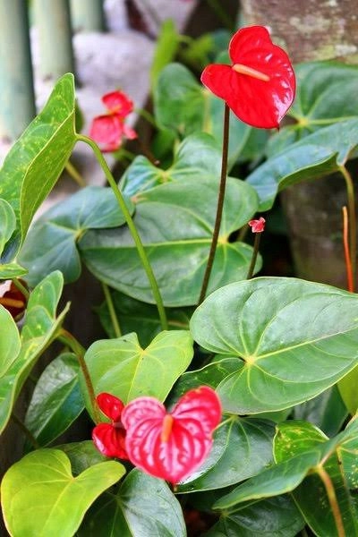 pohon anthurium micky mous