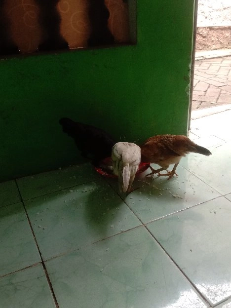 ayam kampung asli hidup petelur