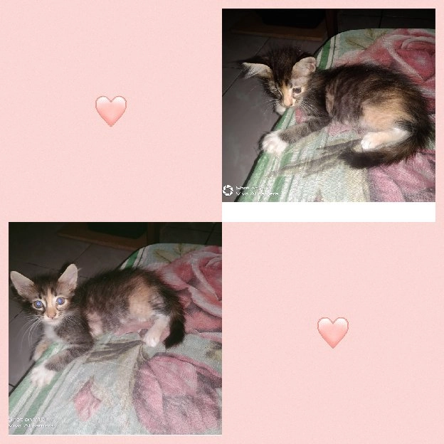 kitten mixdome x Persia usia 3bulan (Betina)