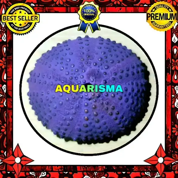 1 PCS CANGKANG BULU BABI UNGU SUPER PURPLE SEA URCHINS GRADE A+